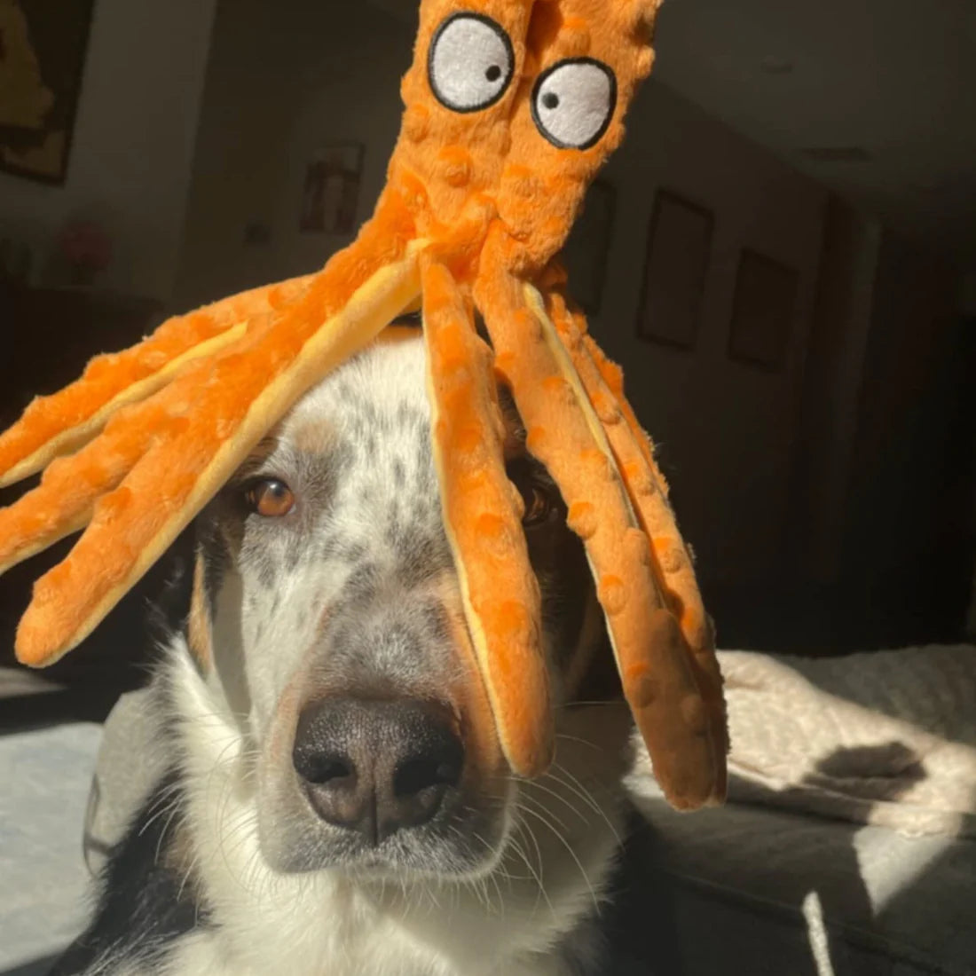 Octopus Jouet Anti-Stress Pilcozy
